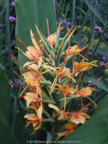 Hedychium coccineum Tara (2011/08)