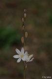 Urginea fugax 20110830.jpg