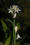 Allium 20110828.jpg