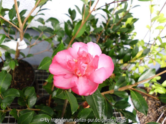 Sasanqua Sparkling Burgundy