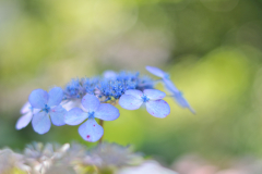 Blue Bird am 1. August