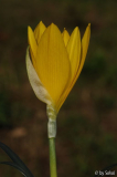 Sternbergia sicula 20110831 (1).jpg