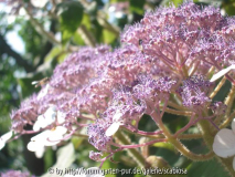 Hydr. sarg. Blüte