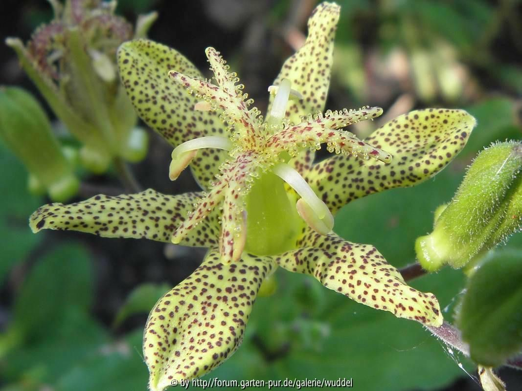 Tricyrtis puberula