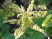 Tricyrtis puberula