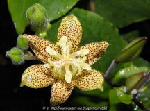 Tricyrtis 'Shima Yellow'