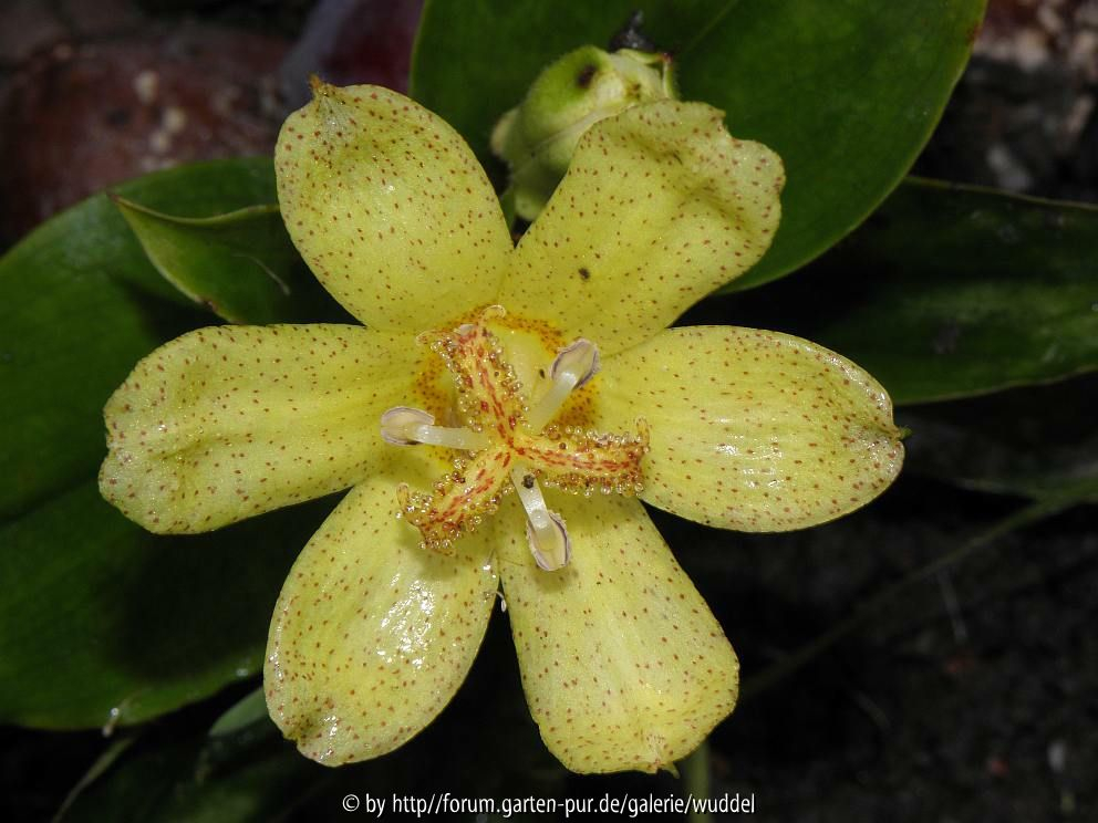 Tricyrtis ohsumiensis