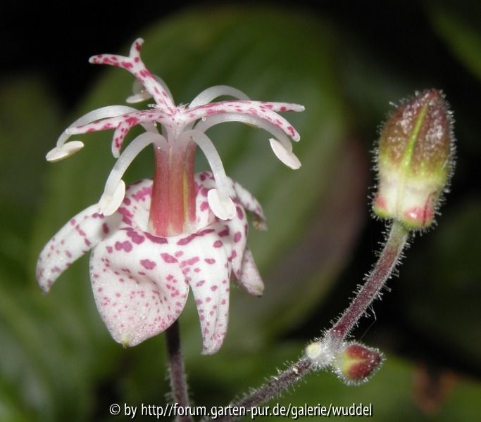 Tricyrtis macropoda