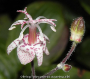 Tricyrtis macropoda