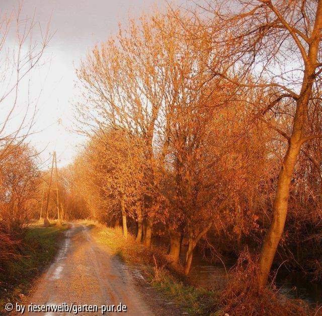die aulandschaft bei uns: vorm tor mitte dezember