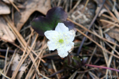 HepaticaIMG_8116.jpg