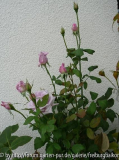 Azubis_0811_05.JPG