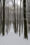 Wald stark verwischt