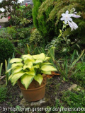 Hosta ' Stained Glass'