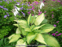 Hosta 'Pauls Glory'