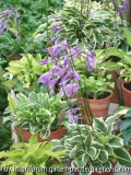 Mini-Hostas
