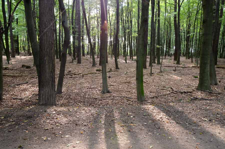 Wald ungewischt