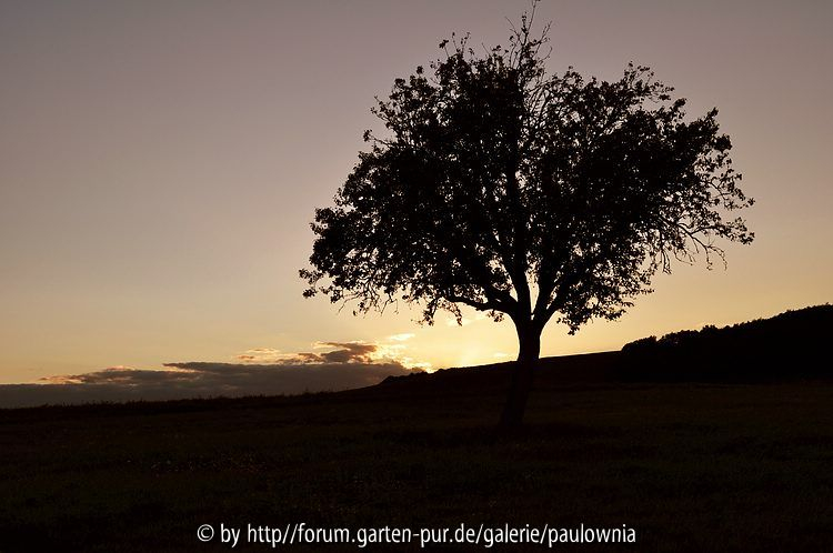 Birne 0100