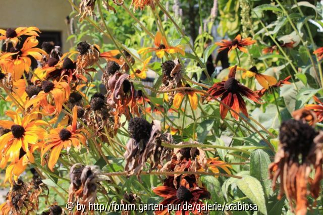 Rudbeckia unbekannt