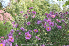 Aster novi belgii
