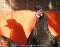 Sonnenbad in der Laube
