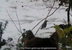 Verkappter Ornithologe