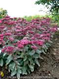 Sedum Abbeydor