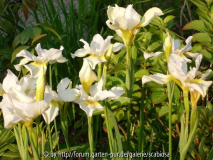 Iris sibirica