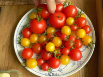 Matina, Cerise, Kleine Gelbe aus Estland, Wildtomate