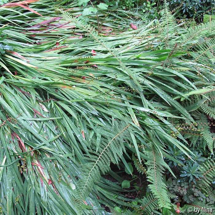Crocosmia liegt flach - falscher Standort