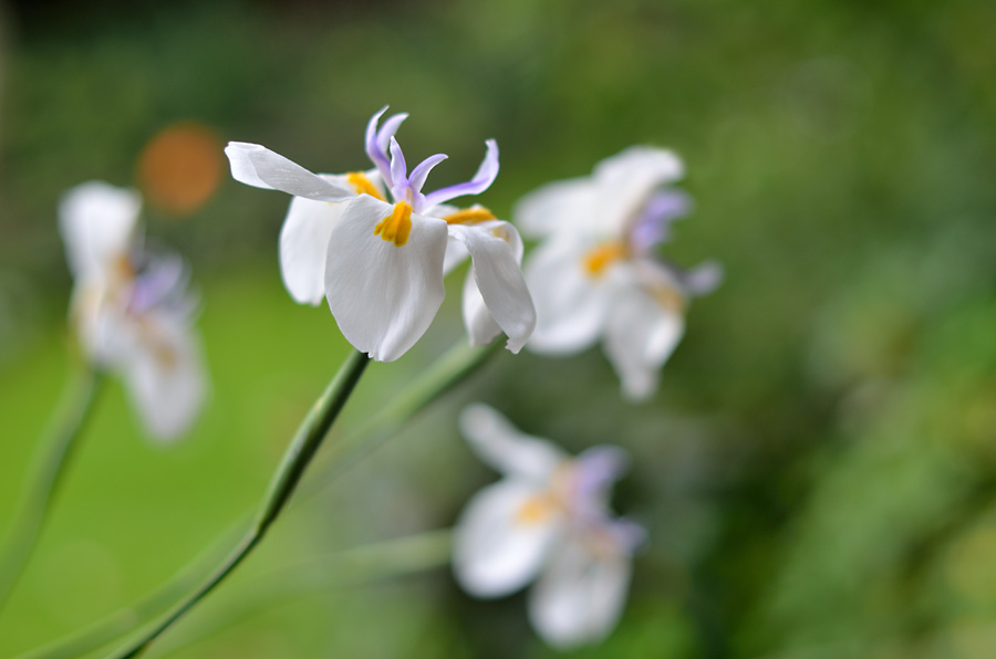 Dietes grandiflora