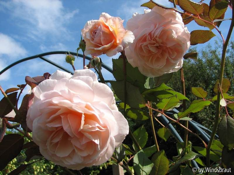 Shropshire Lad September 2011