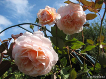 Shropshire Lad September 2011