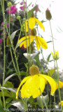 Rudbeckia nitida