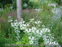 Eryngium und Kräuter