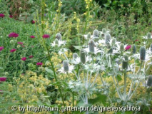 Eryngium im Kräuterbeet