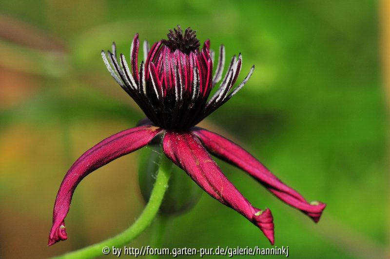 Clematis hancockiana