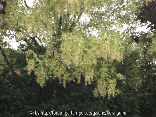 Unbekannter Baum 1