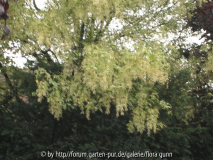Unbekannter Baum 1