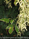 Unbekannter Baum 2