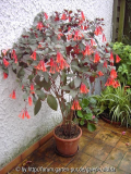 Fuchsia triphylla 'Koralle'