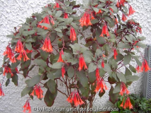 Fuchsia triphylla 'Koralle' nah