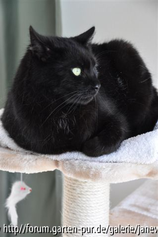 Merlin