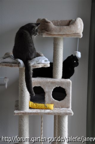 beide Katzen