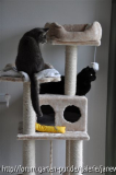 beide Katzen