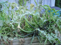 nach hagel zucchini.jpg