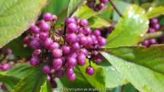 Callicarpa Beerenschmuck