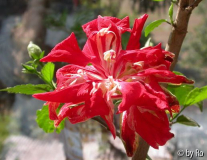 H. babtistii 2011