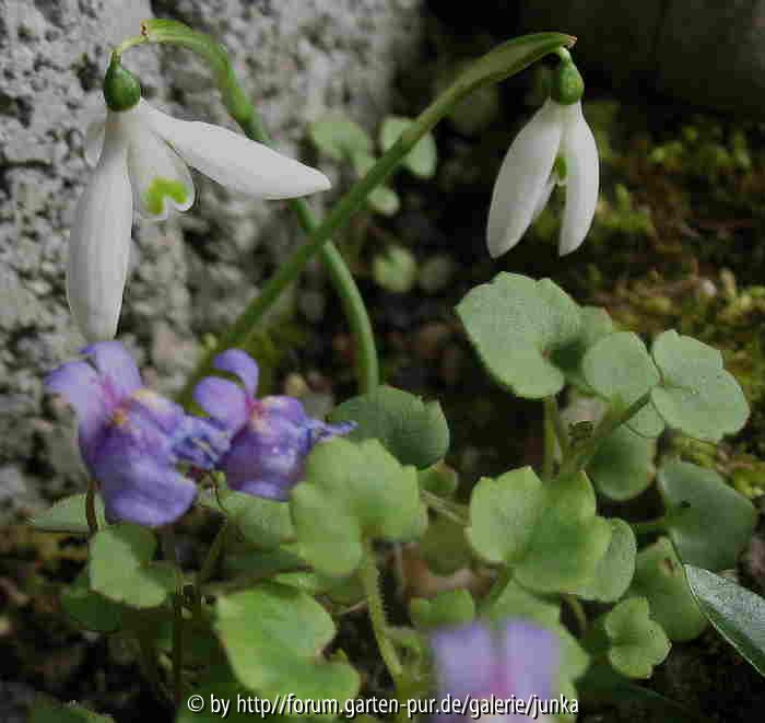 Galanthus reginae-olgae mit Cybalaria pallida