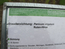 Panicumsichtung